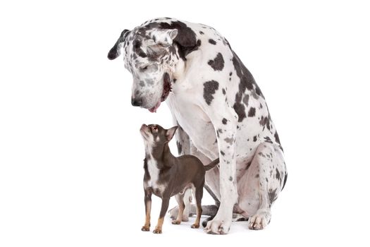 great dane harlequin and a Chihuahua in front of a white background