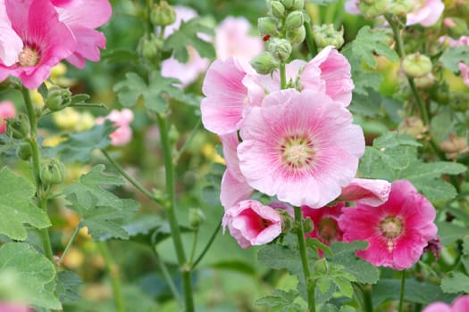 Pink hollyhock (Althaea rosea) blossoms