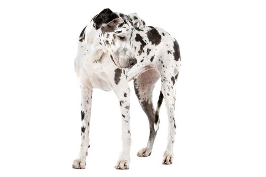 great dane harlequin in front of a white background