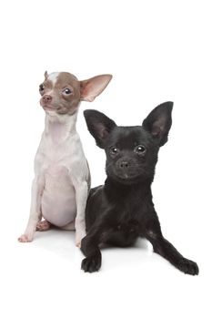 Two Chihuahuas in front of a white background