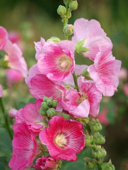 Pink hollyhock (Althaea rosea) blossoms