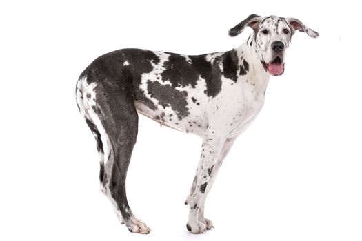 great dane harlequin in front of a white background