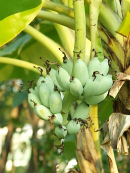 Green Bananas on a tree, Thailand.