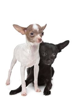 Two Chihuahuas in front of a white background