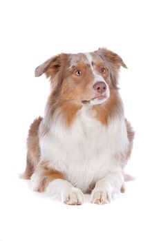 Australian shepherd in front of a white background