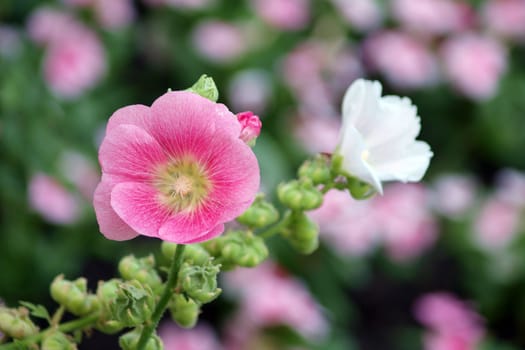 Pink hollyhock (Althaea rosea) blossoms 