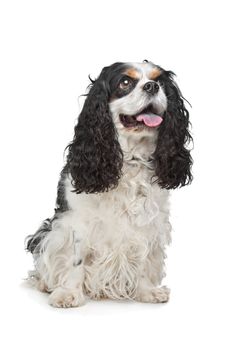 Cavalier King Charles Spaniel in front of a white background