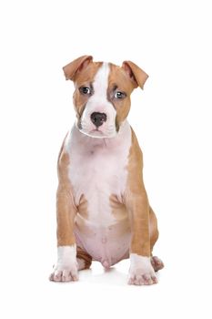 American Staffordshire Terrier pup in front of white