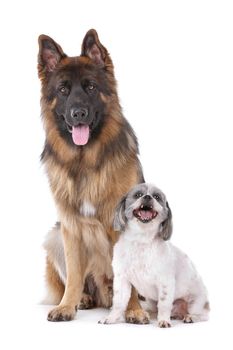 German shepherd and a mixed breed dog in front of a white background