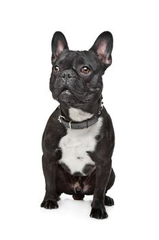 Black and White French Bulldog in front of white