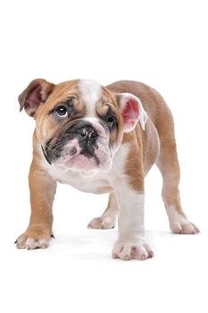 English bulldog puppy in front of a white background