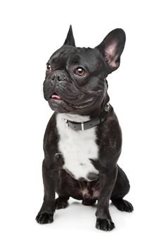 Black and White French Bulldog in front of white