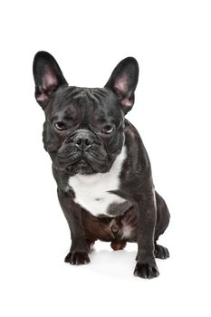 Black and White French Bulldog in front of white