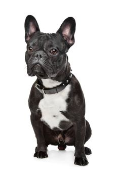 Black and White French Bulldog in front of white