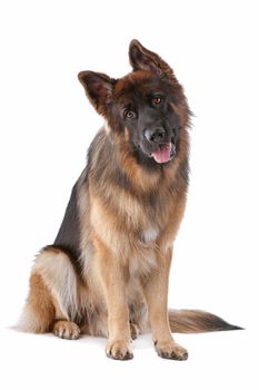 German Shepherd in front of a white background