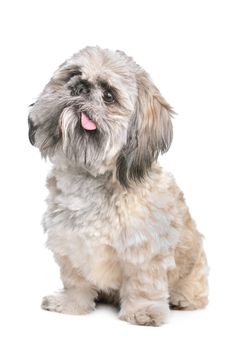 mixed breed of a shih tzu and pekingese dog