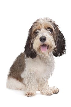 Basset Griffon Vendeen in front of a white background