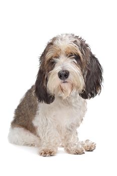 Basset Griffon Vendeen in front of a white background