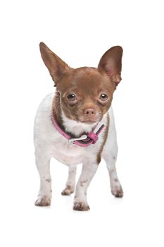 chihuahua in front of a white background brown and white short haired chihuahua