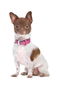 chihuahua in front of a white background brown and white short haired chihuahua