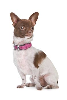 chihuahua in front of a white background brown and white short haired chihuahua