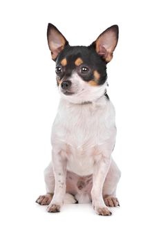 Chihuahua in front of a white background