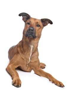 mixed breed dog in front of a white background