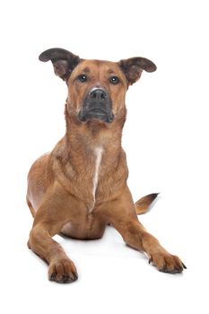 mixed breed dog in front of a white background