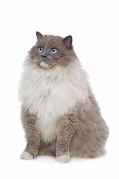 Ragdoll cat in front of a white background