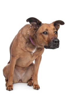 mixed breed dog in front of a white background