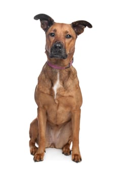 mixed breed dog in front of a white background