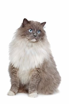 Ragdoll cat in front of a white background