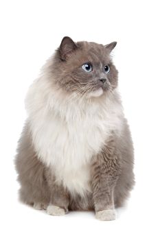 Ragdoll cat in front of a white background