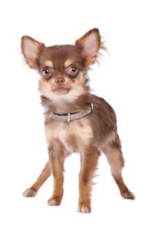 Chihuahua in front of a white background