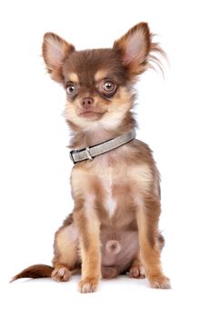 Chihuahua in front of a white background