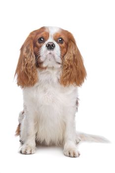 Cavalier King Charles Spaniel Blenheim in front of white