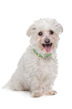 mixed breed boomer dog in front of a white background