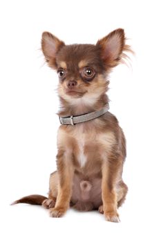 Chihuahua in front of a white background