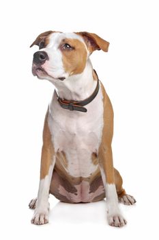 American Staffordshire Terrier in front of a white background