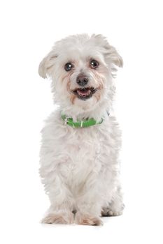 mixed breed boomer dog in front of a white background