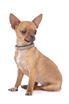 Chihuahua in front of a white background