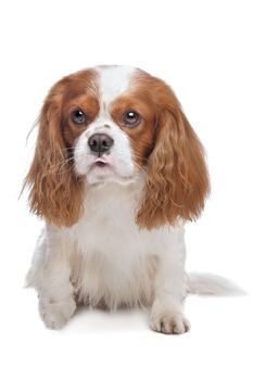 Cavalier King Charles Spaniel Blenheim in front of white