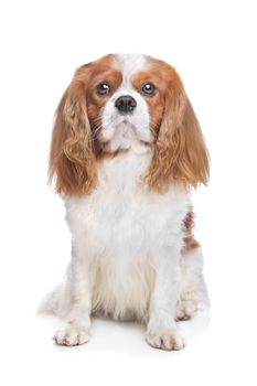 Cavalier King Charles Spaniel Blenheim in front of white