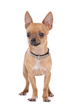 Chihuahua in front of a white background