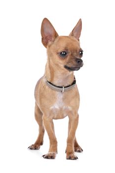 Chihuahua in front of a white background