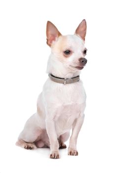 Chihuahua in front of a white background