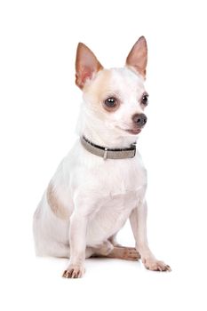 Chihuahua in front of a white background