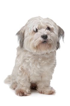 mixed breed boomer dog in front of a white background