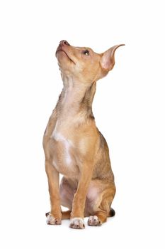 mixed breed chihuahua and miniature Pincher dog in front of a white background