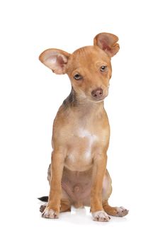 mixed breed chihuahua and miniature Pincher dog in front of a white background